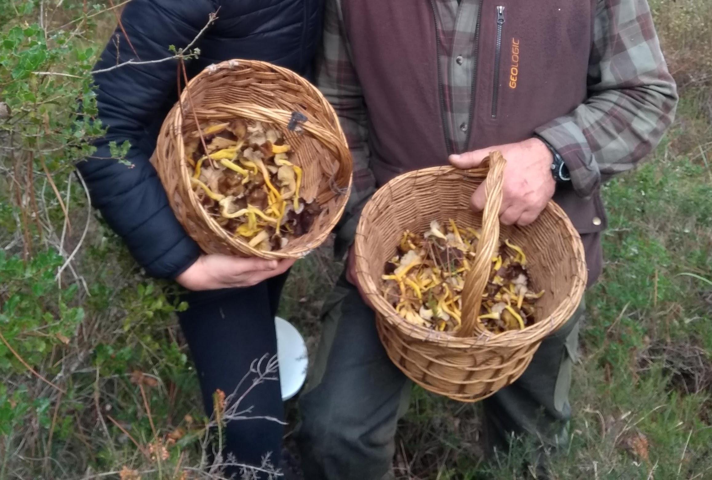 Cantarelus o gulas de monte